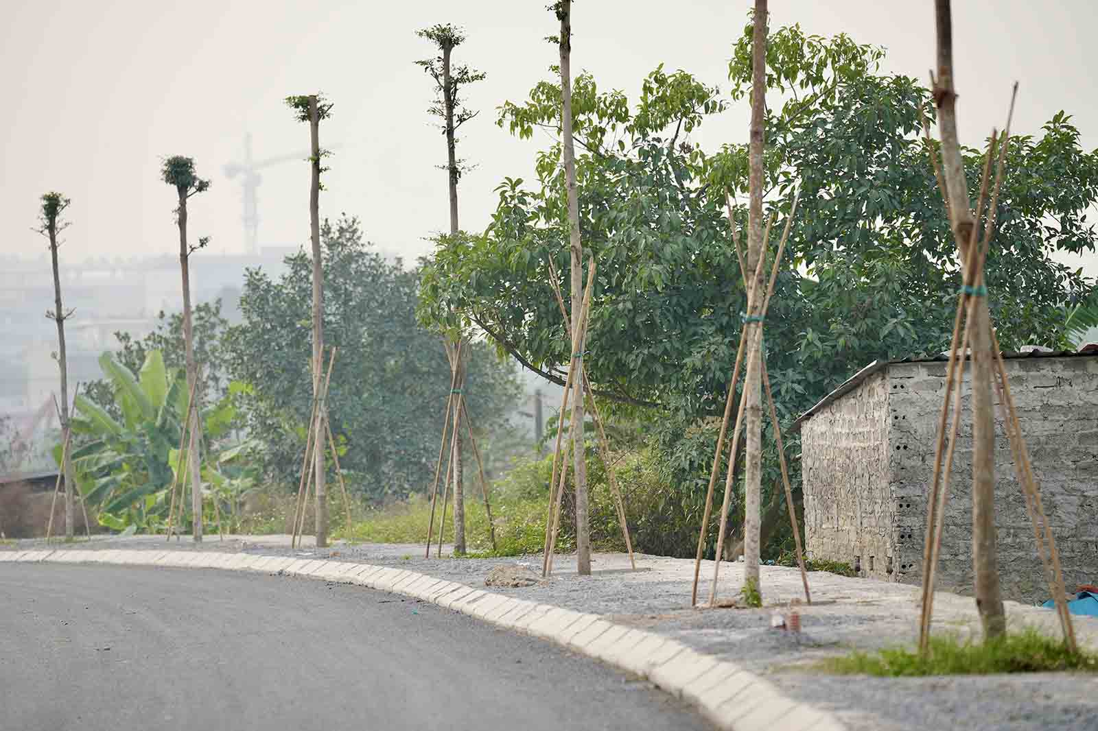 cây xanh