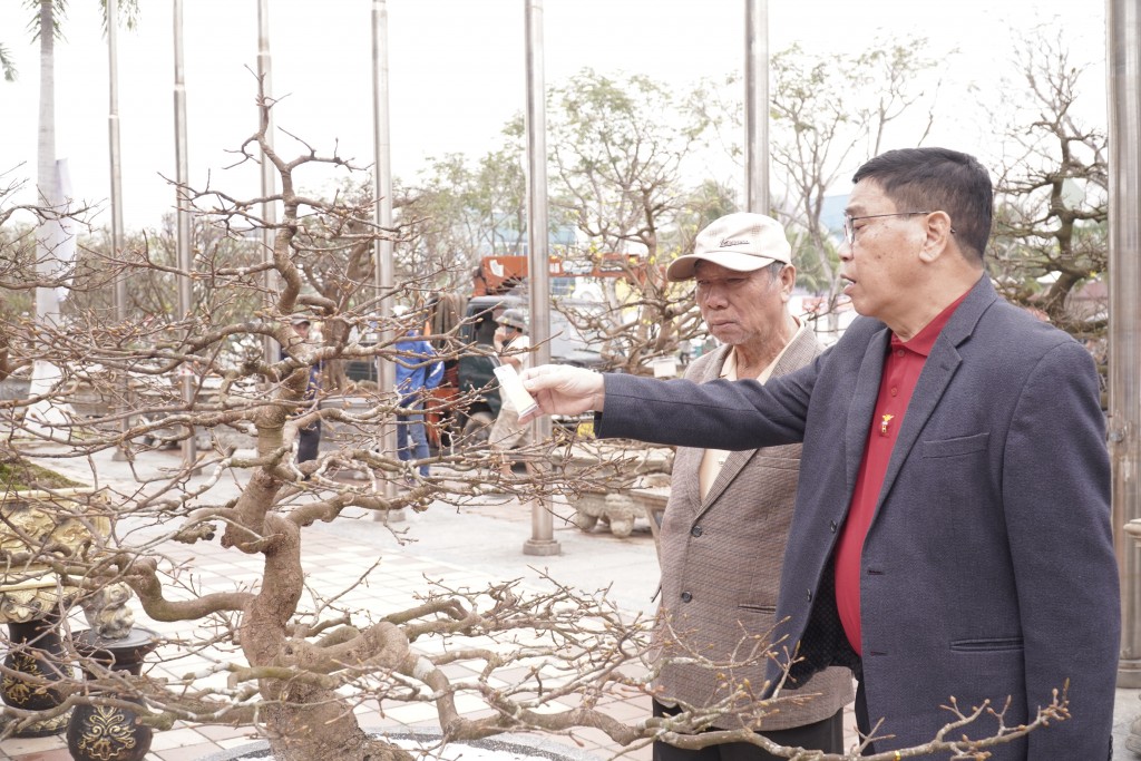 Thời tiết năm nay bất lợi, mưa lạnh kéo dài, nhiều cây mai sẽ đứng nụ, không nở hoa được (Ảnh Đ.Minh)