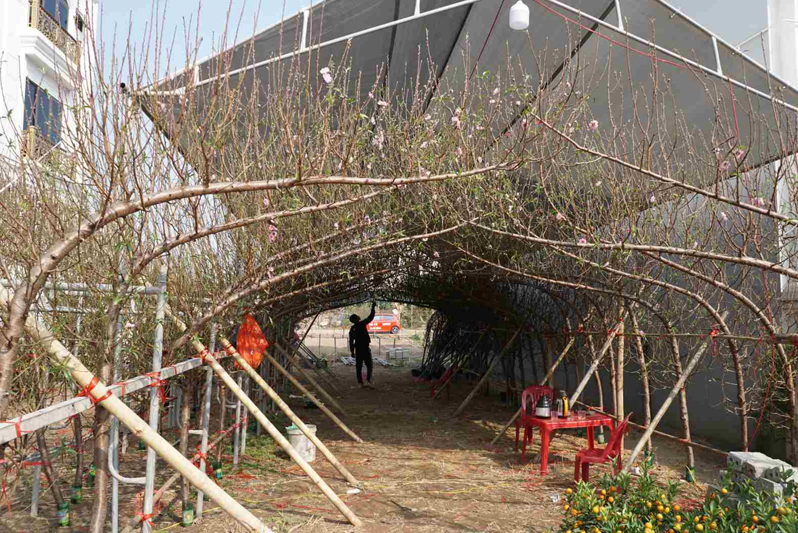 Anh Vũ Anh Duy – tiểu thương bán đào cảnh tại đường Trường Chinh, TP Hải Dương cho biết, đào huyền đang là loại đào hot nhất năm nay. Sức mua của loại đào này hiện tăng gấp 4 đến 5 lần so với năm ngoái. Mỗi cành đào huyền dài từ 3-4m, có giá dao động từ 500 nghìn đồng - 1,8 triệu đồng/cành tùy theo kích cỡ, trong khi cành đào thông thường chỉ có giá 200 - 500 nghìn đồng/cành to, đẹp.
