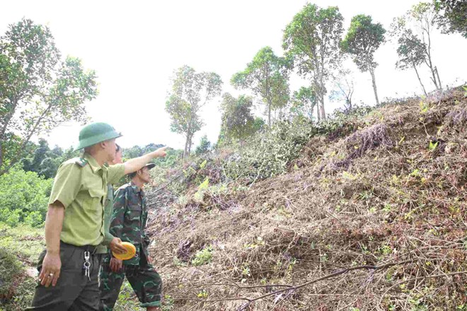 Quảng Trị lên phương án xử lý 5.342ha rừng bị lấn chiếm