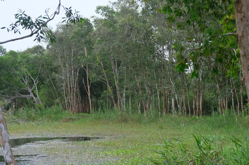 Tràm trong rừng U Minh Thượng, tỉnh Kiên Giang. Ảnh: Phong Linh.