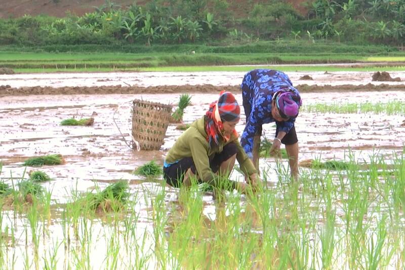 Người dân xã Sốp Cộp gieo cấy lại sau lũ để kịp thời vụ. Ảnh: Trường Sơn