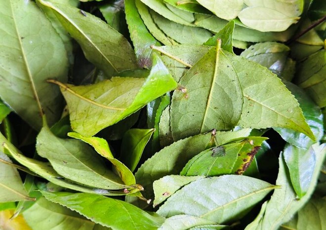 7 loại đồ uống giúp cân bằng pH và tăng cường sức khỏe vùng kín