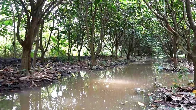 Chủ tịch Cần Thơ chỉ đạo triển khai các giải pháp khôi phục sản xuất sau bão