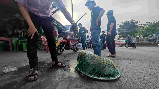 TPHCM quyết liệt xử lý chó thả rông