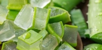 Uống nước ép lô hội thường xuyên, lợi ích và rủi ro cần biết