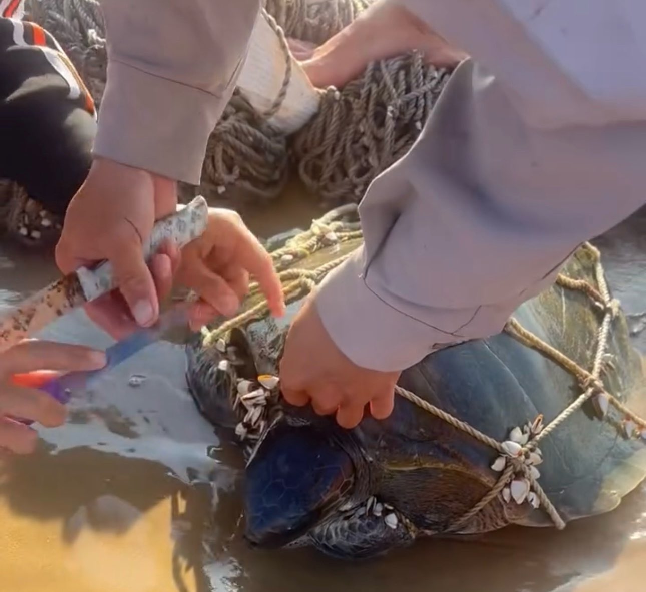 Người dân cắt lưới, giải cứu rùa biển. Ảnh: Hồng Thu