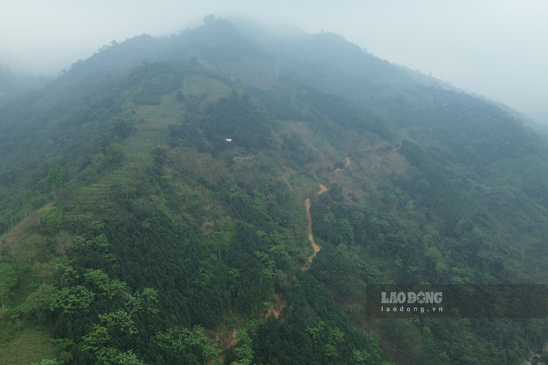 Tuyến đường lên các thôn vùng cao của xã Bát Xát với 2 bên là đồi quế của người dân. Ảnh: Đinh Đại