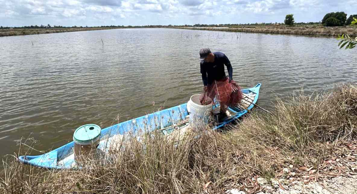 Ảnh hưởng nắng nóng kéo dài tôm nuôi thiệt hại, người dân thu hoạch sớm. Ảnh: Nhật Hồ.