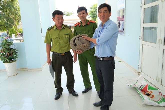 Người dân giao nộp cá thể tê tê quý hiếm cho cơ quan chức năng