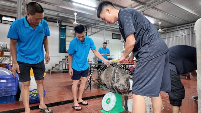 Chủ khách sạn mổ lợn đãi khách bị mắc kẹt trên đảo Cô Tô do bão số 1