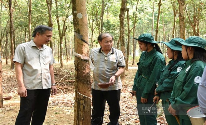 Doanh nghiệp cao su vun đắp tình hữu nghị hai nước Việt Nam - Lào