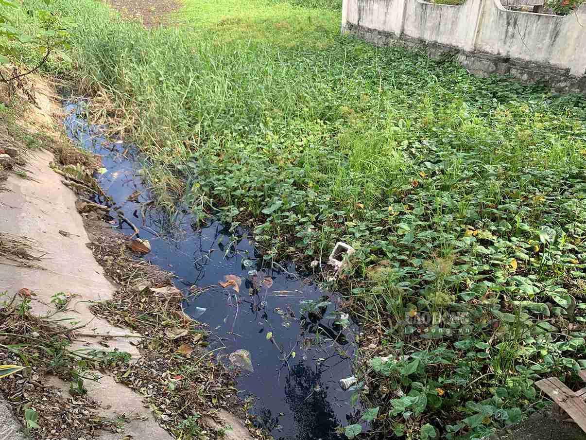 Nhiều đoạn mương có bèo phát triển dày đặc, che kín mặt nước.
