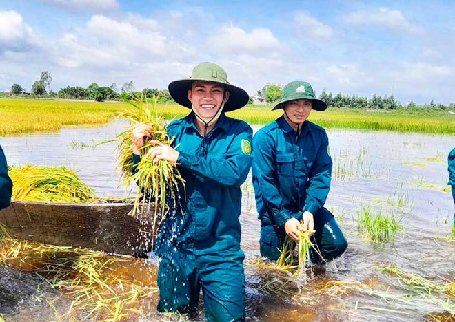 Tây Ninh huy động 50 cán bộ, chiến sĩ giúp dân thu hoạch lúa chạy lũ