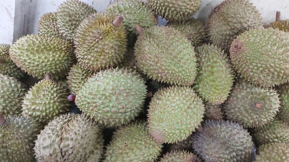Sầu riêng gần chạm mốc 2 tỷ USD, hướng tới phát triển chuyên nghiệp và bền vững