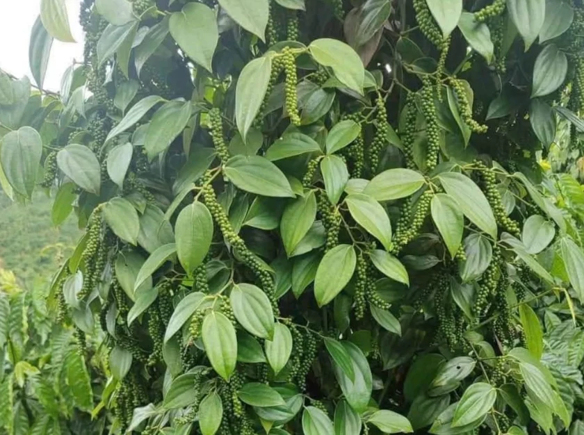 Hồ tiêu Việt Nam tăng lượng xuất khẩu, nâng cao gia tăng giá trị Hồ tiêu Việt Nam tăng lượng xuất khẩu, nâng cao gia tăng giá trị