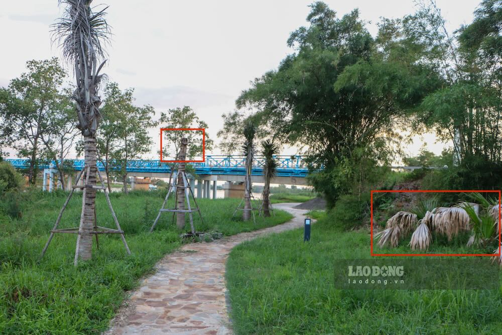 Nhiều cây xanh như tùng, mai vàng, dừa, cọ dừa tại Công viên Thống nhất bị héo lá, nhiều cây đã chết khô. Ảnh: Hưng Thơ