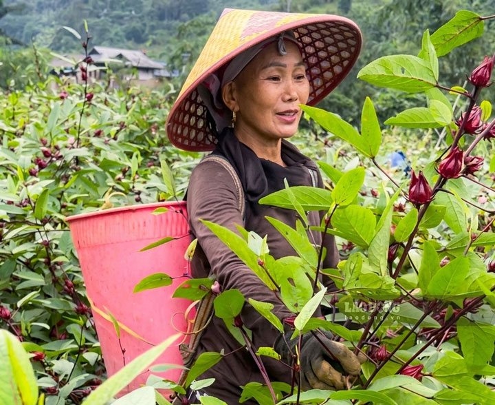 Cây dược liệu được kỳ vọng giúp bà con thoát nghèo. Ảnh: Thanh Thủy