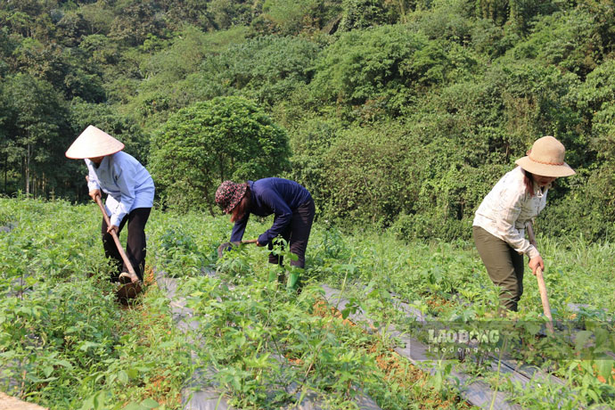 Người dân vùng cao trồng cây dược liệu. Ảnh: Đinh Đại