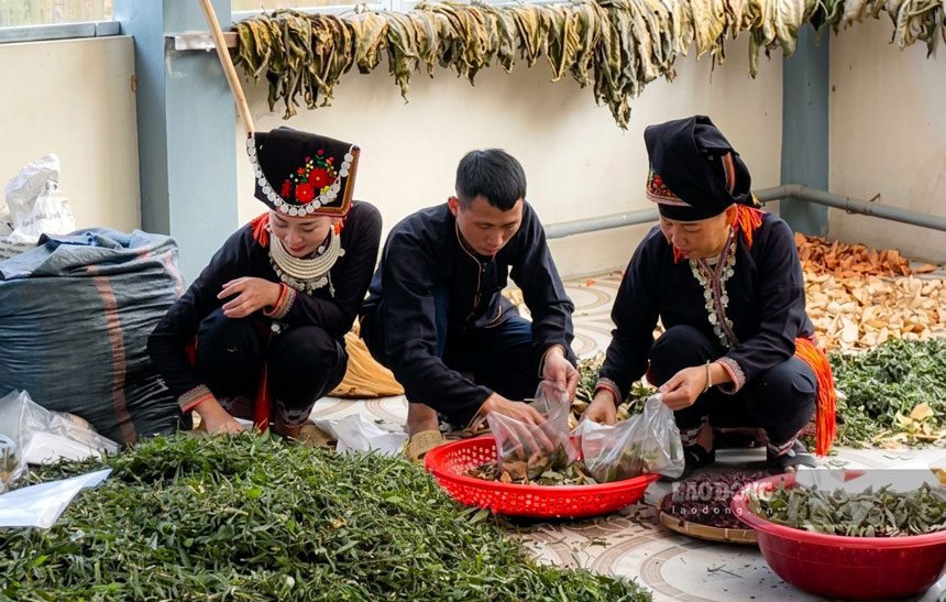 Nhiều bài thuốc quý được làm từ cây thuốc, dược liệu thiên nhiên.