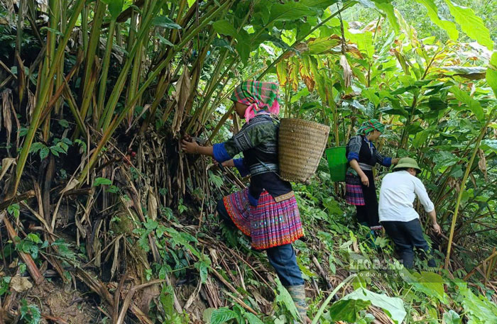 Hàng nghìn hecta dược liệu đang được hình thành trên những vùng núi cao Lào Cai