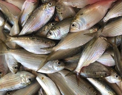 Mách bà nội trợ đau nhức xương khớp nên ăn gì