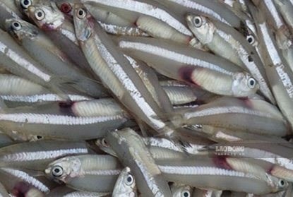 Những loại cá quen thuộc vừa giàu omega-3 vừa giúp bổ sung canxi
